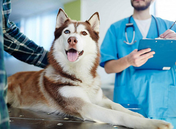 Ветеринарная лицензия